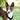 Basenji Harness