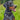 Doberman Pinscher Harness